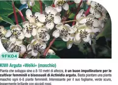 9FK04 Kiwi Arguta «Weiki» 9FK04 Kiwi Arguta «Weiki»