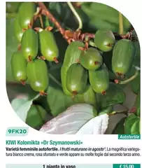 Kiwi Kokomikta Kiwi Kokomikta