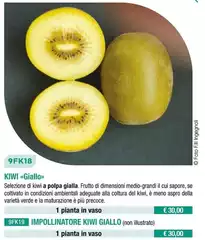 Kiwi Giallo Kiwi Giallo