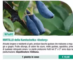 Mirtillo Della Kamtschatka Mirtillo Della Kamtschatka