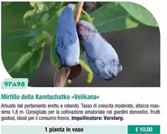 Mirtillo Della Kamtschatka Mirtillo Della Kamtschatka