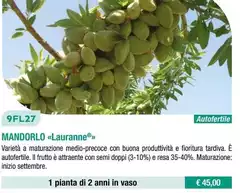 Fratelli Ingegnoli - Mandorlo/ Lauranne