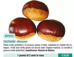 Fratelli Ingegnoli - Castagno/ Maraval