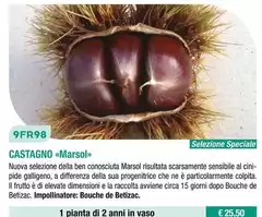 Fratelli Ingegnoli - Castagno/ Marsol