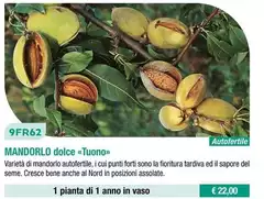 Fratelli Ingegnoli - Mandorlo Dolce/ Tuono