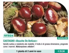 Fratelli Ingegnoli - Castagno/ Bouche De Betizac