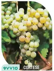 Viti Da Vino 9VV10 Cortese Viti Da Vino 9VV10 Cortese