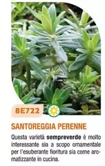 Santorgeria Perenne Santorgeria Perenne