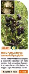 Mirto Pumila Mirto Pumila