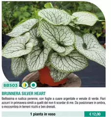 Brunnera Silver Heart Brunnera Silver Heart