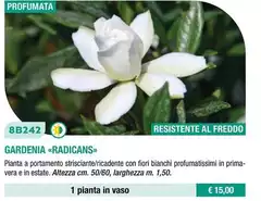 Gardenia Radicans Gardenia Radicans