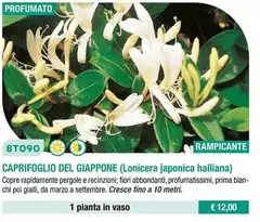 Caprifoglio Del Giappone (Lonicera Japonica Halliana) Caprifoglio Del Giappone (Lonicera Japonica Halliana)