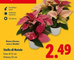 Stella Di Natale Stella Di Natale