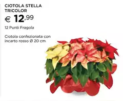 Stella - Ciotola  Tricolor