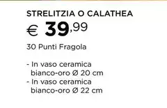 Strelitzia O Calabatea Strelitzia O Calabatea