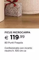 Ficus Microcarpa Ficus Microcarpa