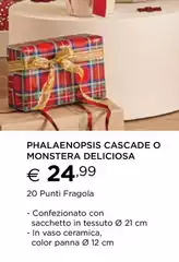 Phalaenopsis Cascade O Monstera Deliciosa Phalaenopsis Cascade O Monstera Deliciosa