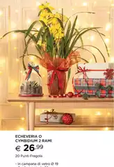 Campana - Echeveria O Cymbidium 2 Rami Campana - Echeveria O Cymbidium 2 Rami