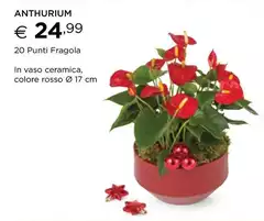 20 Punti Fragola 20 Punti Fragola