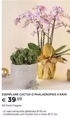 Oro - Esemplare Cactus O Phalaenopsis 4 Rami Oro - Esemplare Cactus O Phalaenopsis 4 Rami