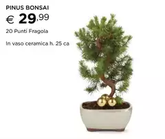 Pinus Bonsai Pinus Bonsai