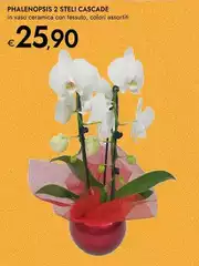 Phalenopsis 2 Steli Cascade Phalenopsis 2 Steli Cascade