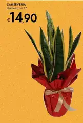 Sanseveria Sanseveria