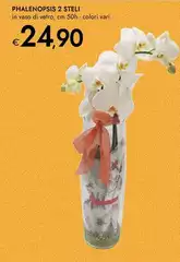 Phalenopsis 2 Steli Phalenopsis 2 Steli
