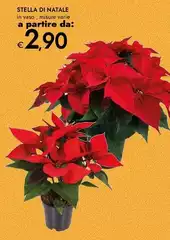 Stella Di Natale Stella Di Natale