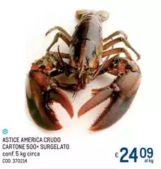 Astice America Crudo Cartone 500+ Surgelato Astice America Crudo Cartone 500+ Surgelato