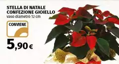 Gioiella - Stella Di Natale Confezione Gioiella - Stella Di Natale Confezione