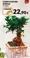 Composizione Bonsai Composizione Bonsai