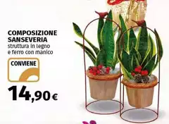 Composizione Sanseveria Composizione Sanseveria