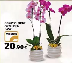 Orchidea - Composizione Easy Orchidea - Composizione Easy