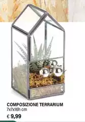 Composizione Terrarium Composizione Terrarium