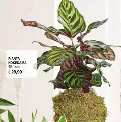 Pianta Kokedama Pianta Kokedama