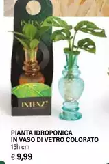 Pianta Idroponica In Vaso Di Vetro Colorato Pianta Idroponica In Vaso Di Vetro Colorato
