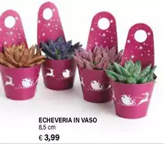 Echeveria In Vaso Echeveria In Vaso