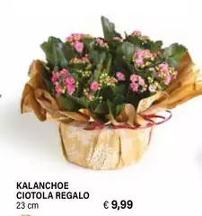 Kalanchoe Ciotola Regalo Kalanchoe Ciotola Regalo