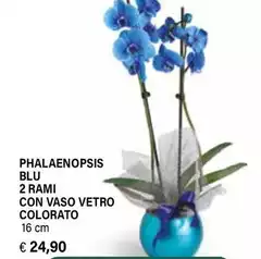 Phalaenopsis Blu 2 Rami Con Vaso Vetro Colorato Phalaenopsis Blu 2 Rami Con Vaso Vetro Colorato