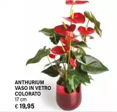Anthurium Vaso In Vetro Colorato Anthurium Vaso In Vetro Colorato