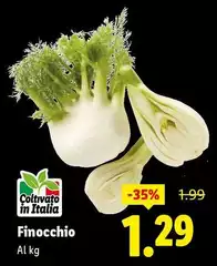 Finocchio Finocchio