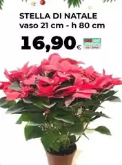 Stella -  Di Natale Vaso 21 Cm H 80 Cm