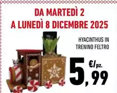 Hyacinthus In Trenino Feltro Hyacinthus In Trenino Feltro