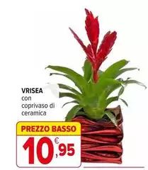 Basso - Vrisea Basso - Vrisea