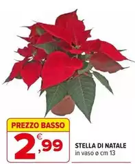 Basso - Stella Di Natale Basso - Stella Di Natale