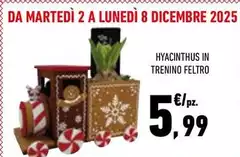 Hyacinthus In Trenino Hyacinthus In Trenino