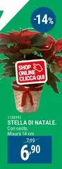 Stella Di Natale