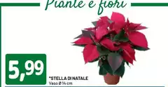 Stella - Di Natale Stella - Di Natale