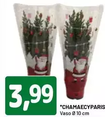 Chamaecyparis Chamaecyparis